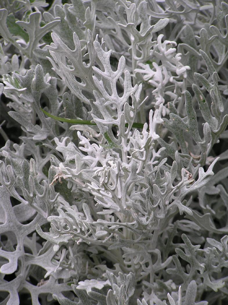 p8250007
