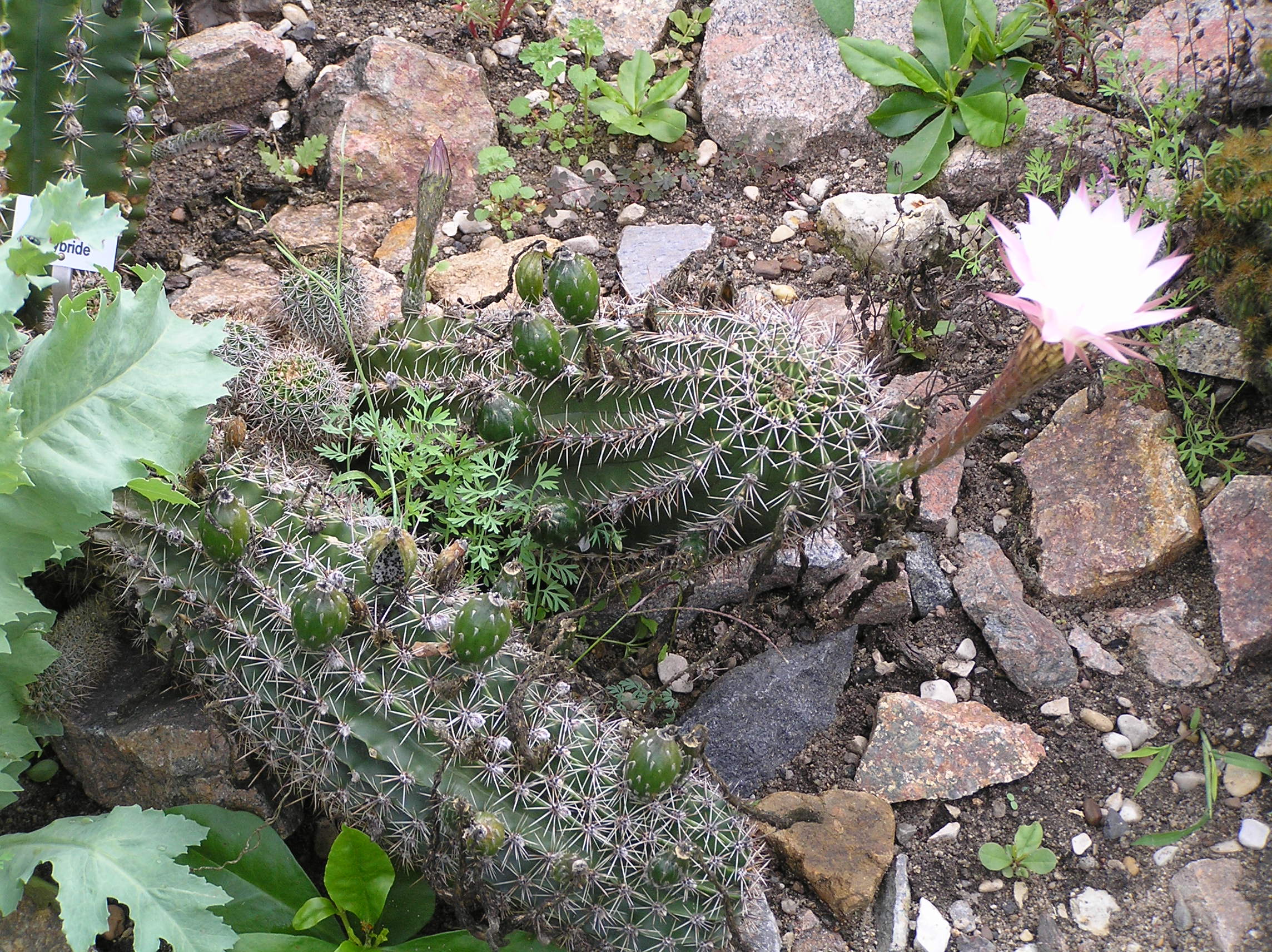 p8250039