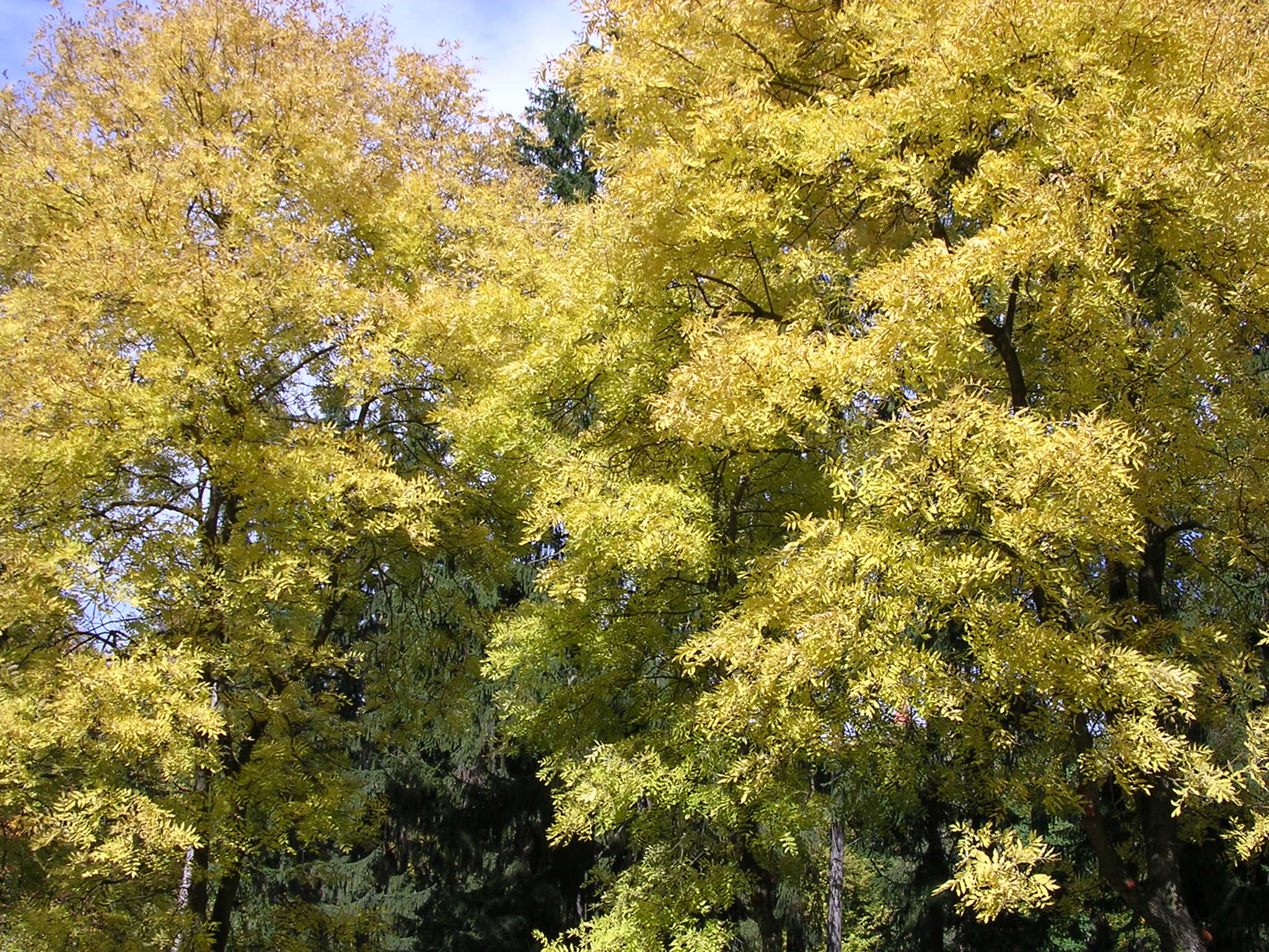 Bouzov - stromy v parku, 2048x1536, 704 Kb