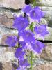 dscn8061.jpg, 787x1050, 214 Kb