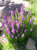 dscn8193.jpg, 787x1050, 268 Kb