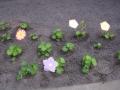 dscn8320.jpg, 2048x1536, 726 Kb