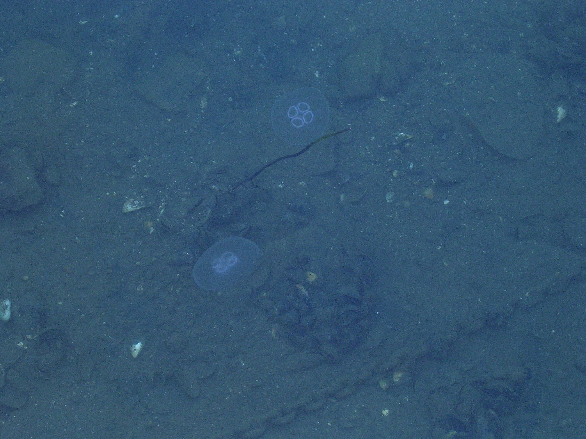 DSCN8560.JPG, 2048x1536, 753 Kb
