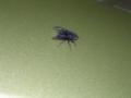 DSCN8611.JPG, 2048x1536, 644 Kb