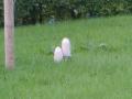 s5000490.jpg, 2592x1944, 2243 Kb
