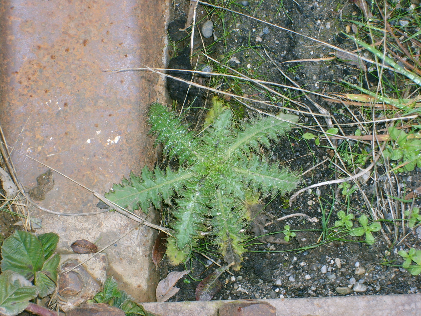 s5001091.jpg, 1600x1200, 875 Kb