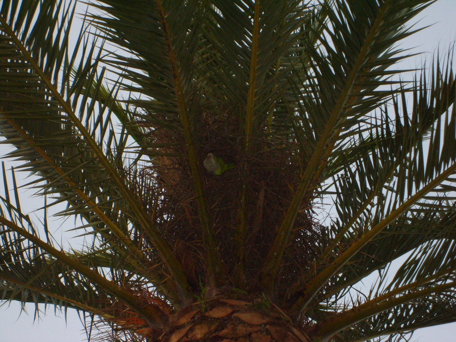 s5001545.jpg, 1600x1200, 991 Kb