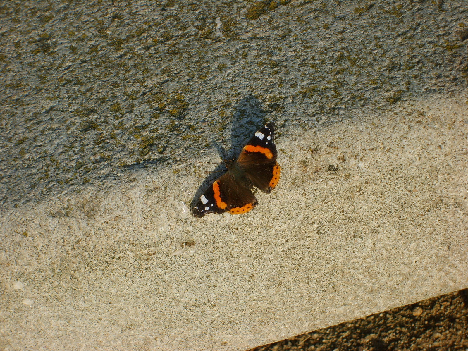 s5001704.jpg, 1600x1200, 807 Kb