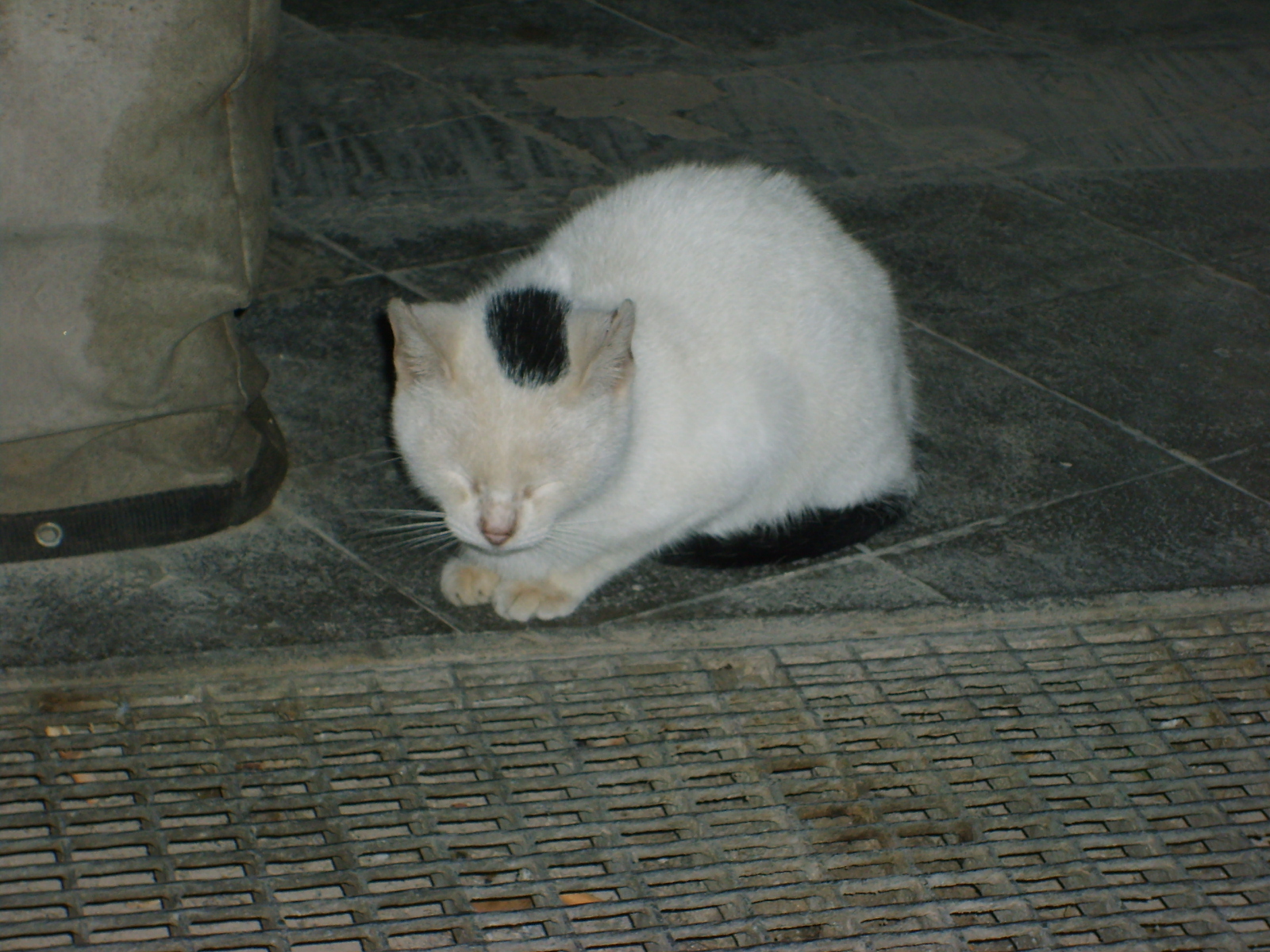s5001730.jpg, 1600x1200, 958 Kb