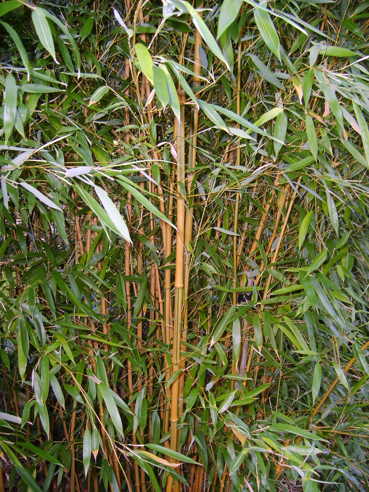 s5001888.jpg, 1200x1600, 877 Kb