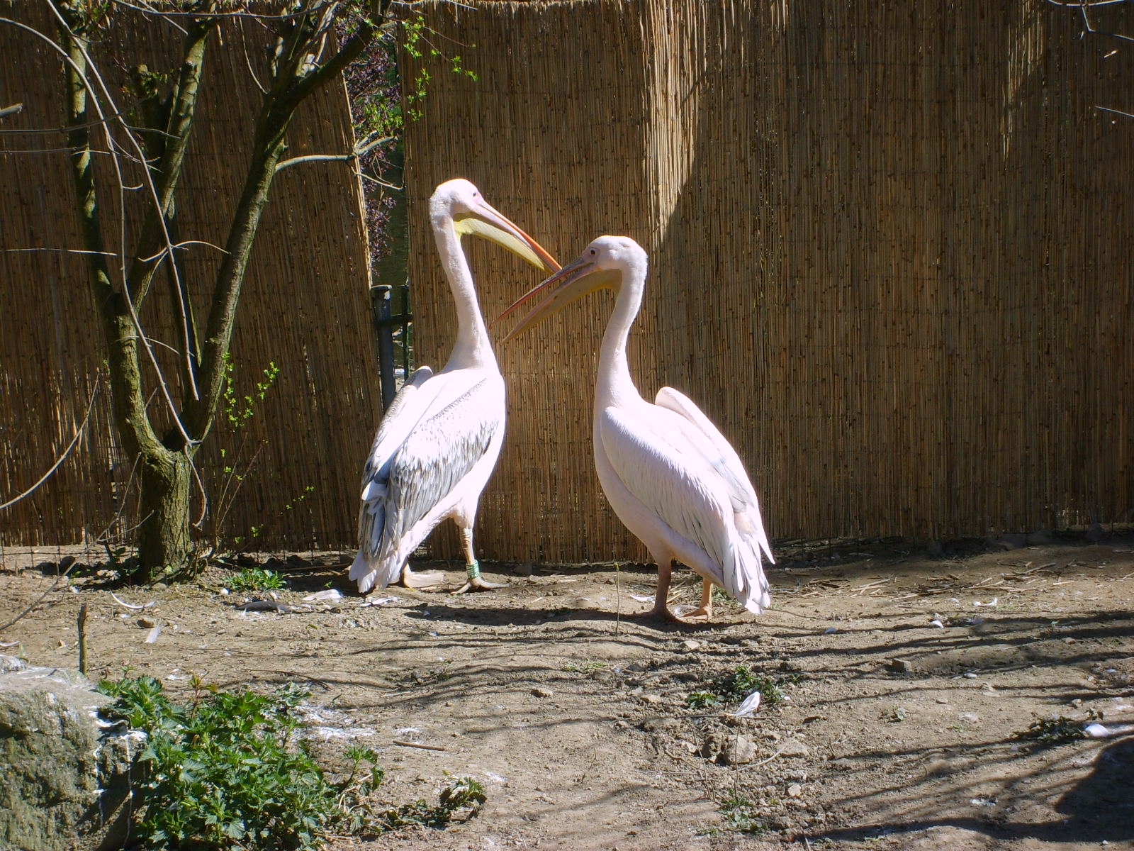 S5003151.JPG, 1600x1200, 510 Kb