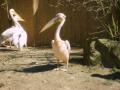 pelikani v zoo Jihlava