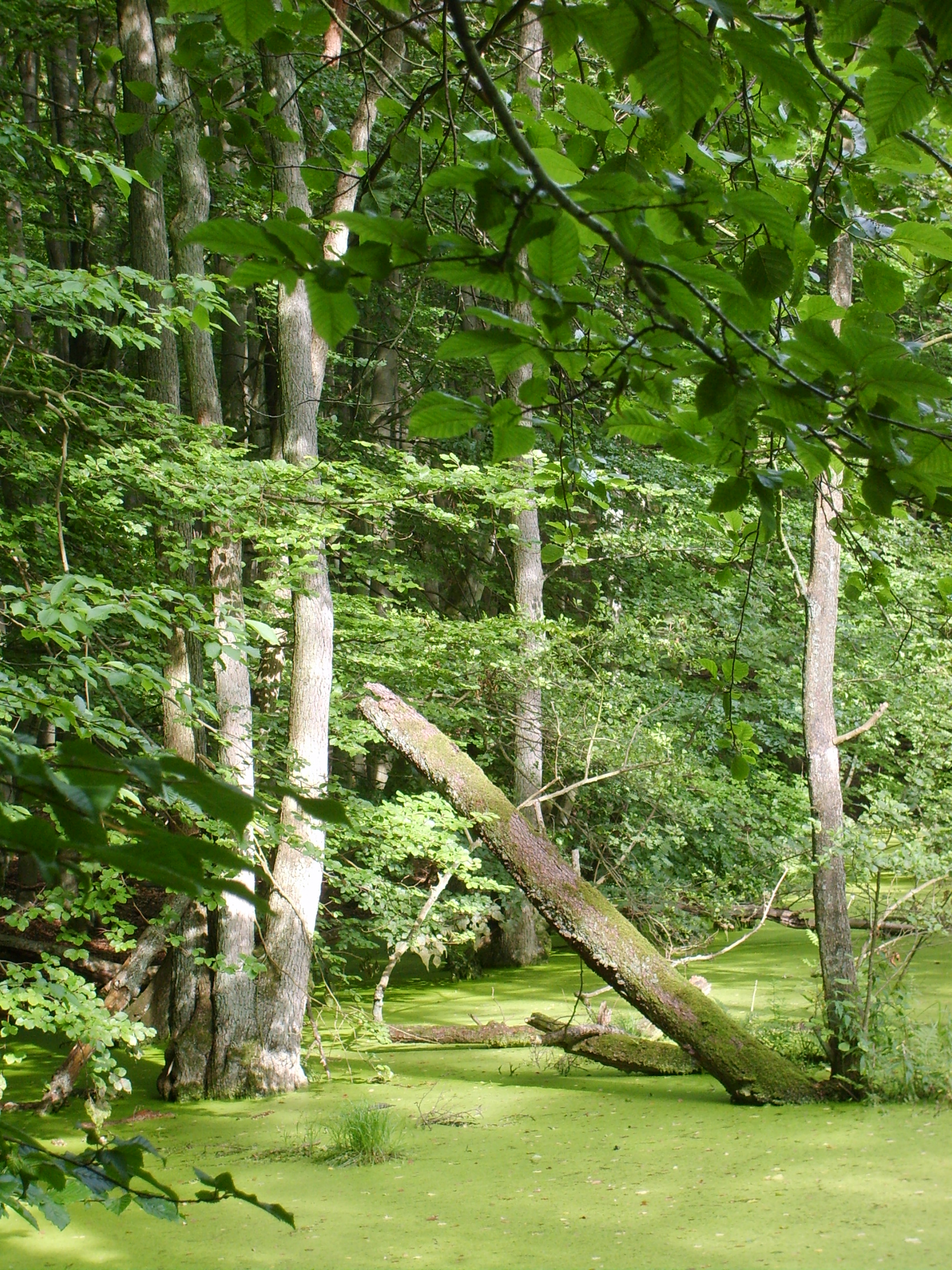 s5004120.jpg, 1704x2272, 1941 Kb